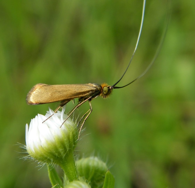 Nemophora metallica - fémszínű tőrösmoly