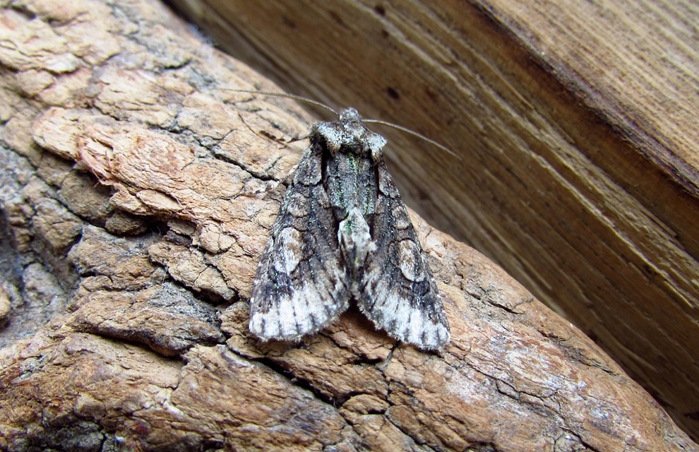 Allophyes oxyacanthae - galagonyabagoly