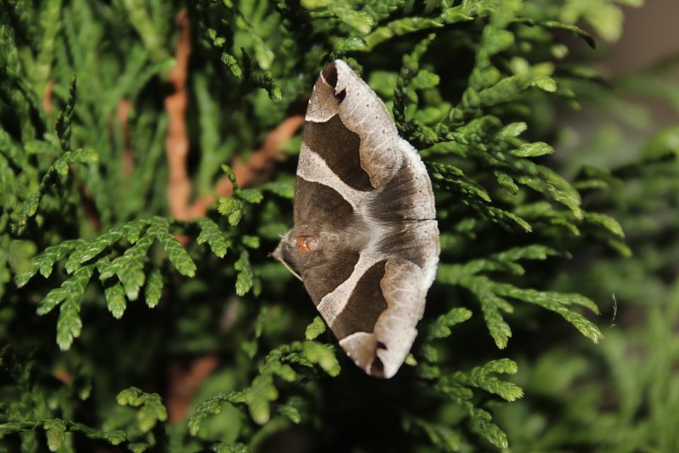 Dysgonia algira - déli porcelánbagoly
