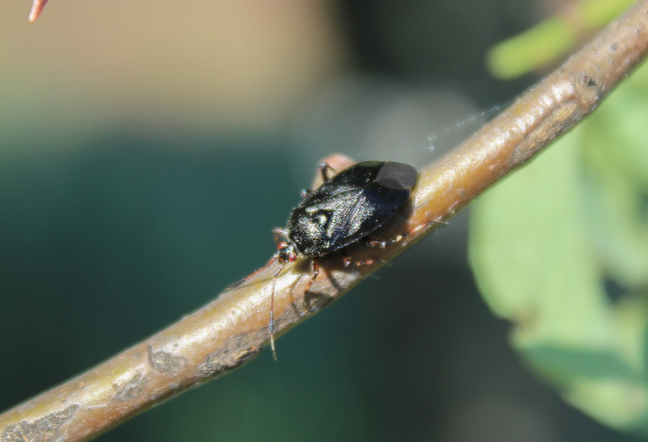 Deraeocoris trifasciatus - nagy mezeipoloska