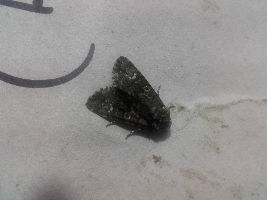 Craniophora ligustri - fagyalbagoly