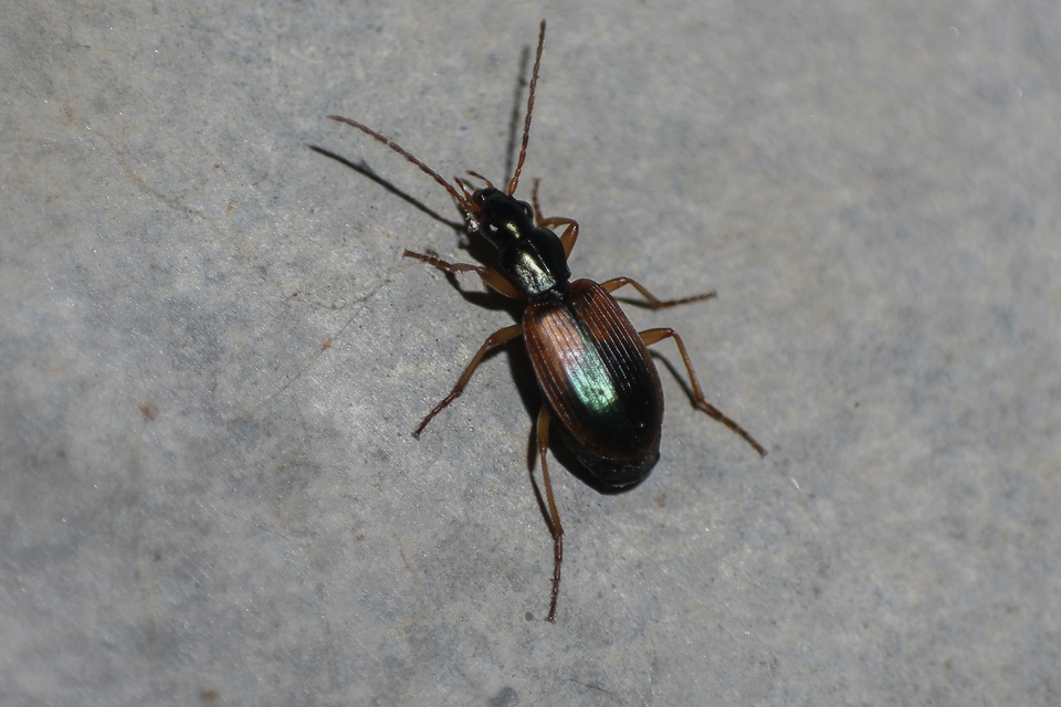 Anchomenus dorsalis - hátfoltos kisfutó