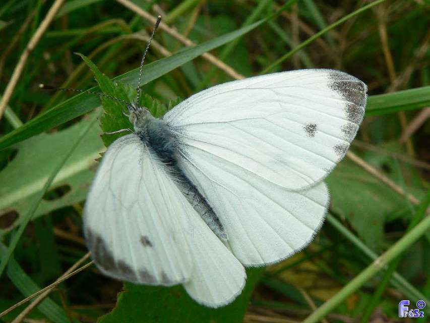 Pieris rapae - répalepke