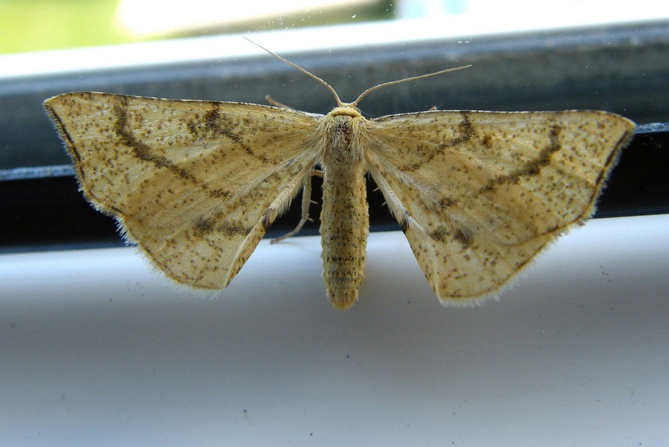 Hypoxystis pluviaria - hegyesszárnyú lápiaraszoló