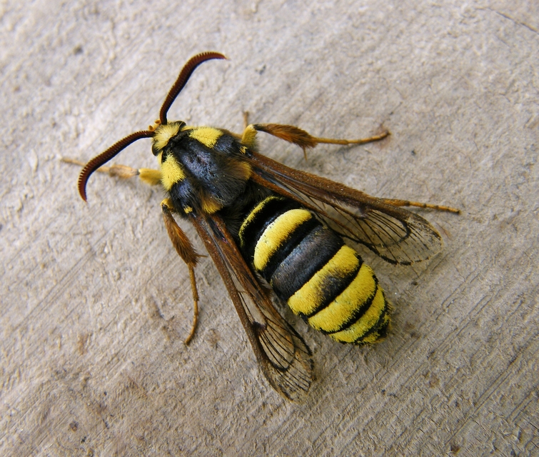 Sesia apiformis - darázslepke