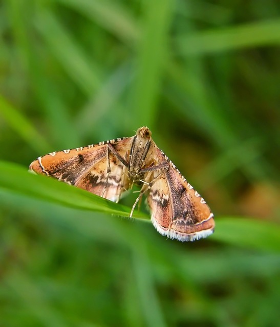 Endotricha flammealis - tüzesszárnyú fényilonca