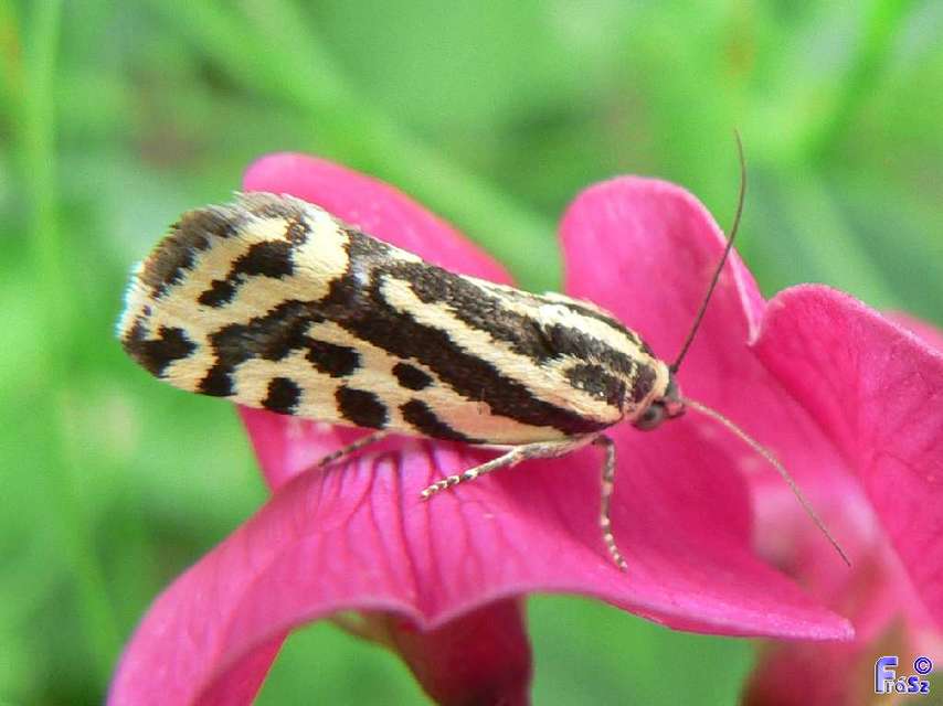 Emmelia trabealis - zebrabagoly