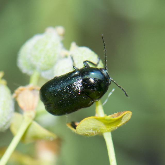 Cryptocephalus