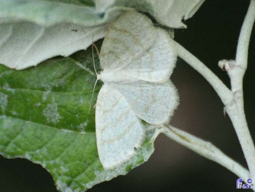 Cabera exanthemata - pettyes égeraraszoló
