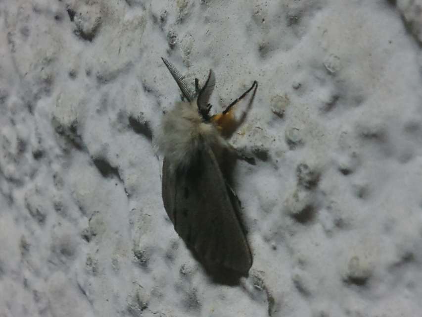 Diaphora mendica - felemás medvelepke