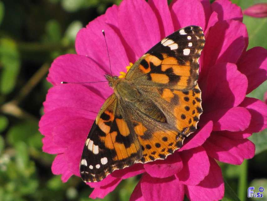 Vanessa cardui - bogáncslepke
