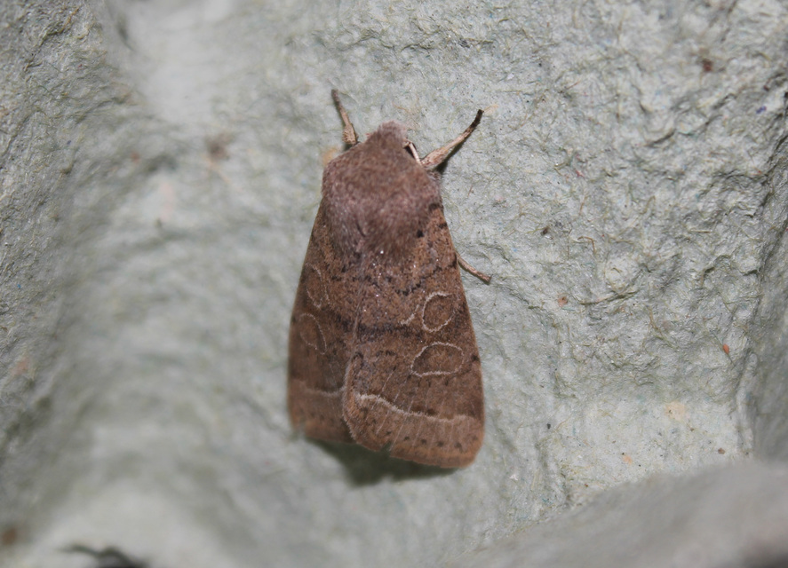Orthosia cerasi - közepes barkabagoly