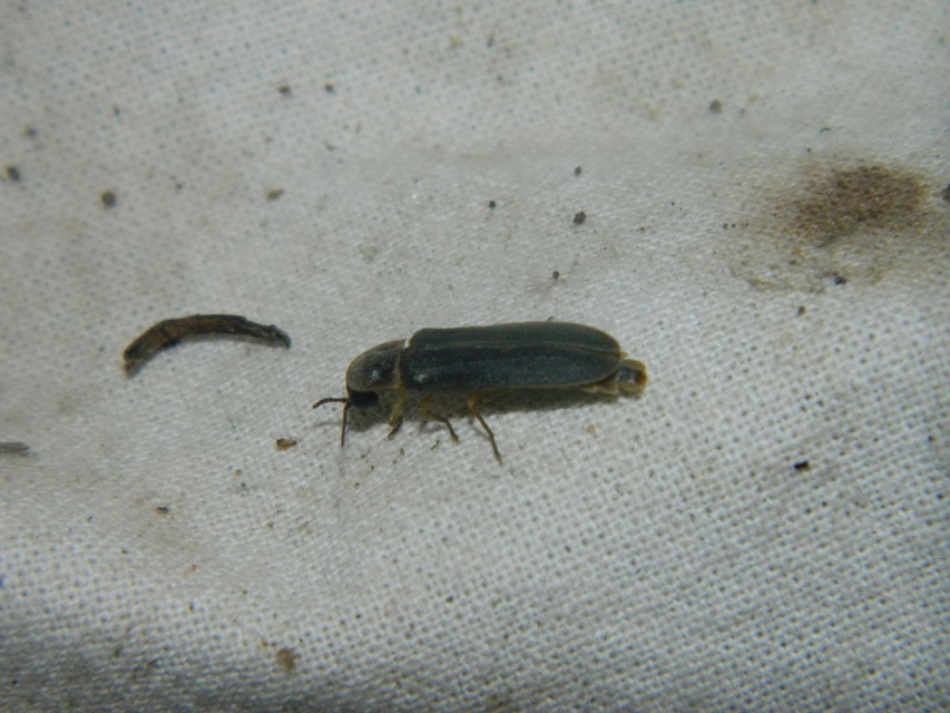 Lampyris noctiluca - nagy szentjánosbogár