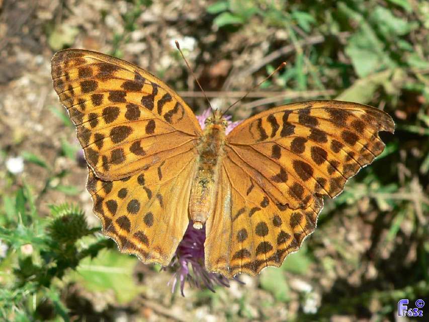 Argynnis paphia - nagy gyöngyházlepke