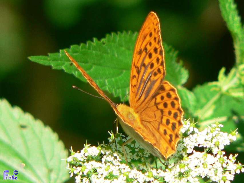 Argynnis paphia - nagy gyöngyházlepke