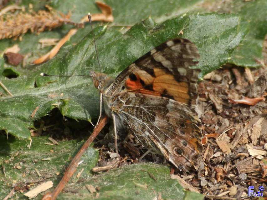 Vanessa cardui - bogáncslepke