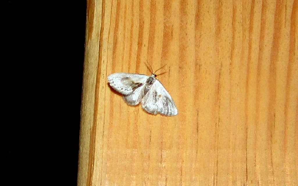 Cilix glaucata - törpe sarlósszövő