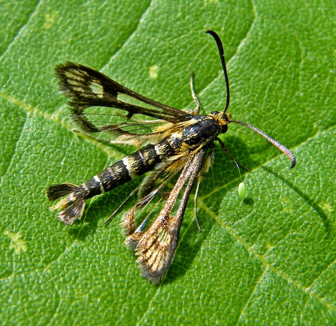 Pyropteron triannuliforme - sóskaszitkár
