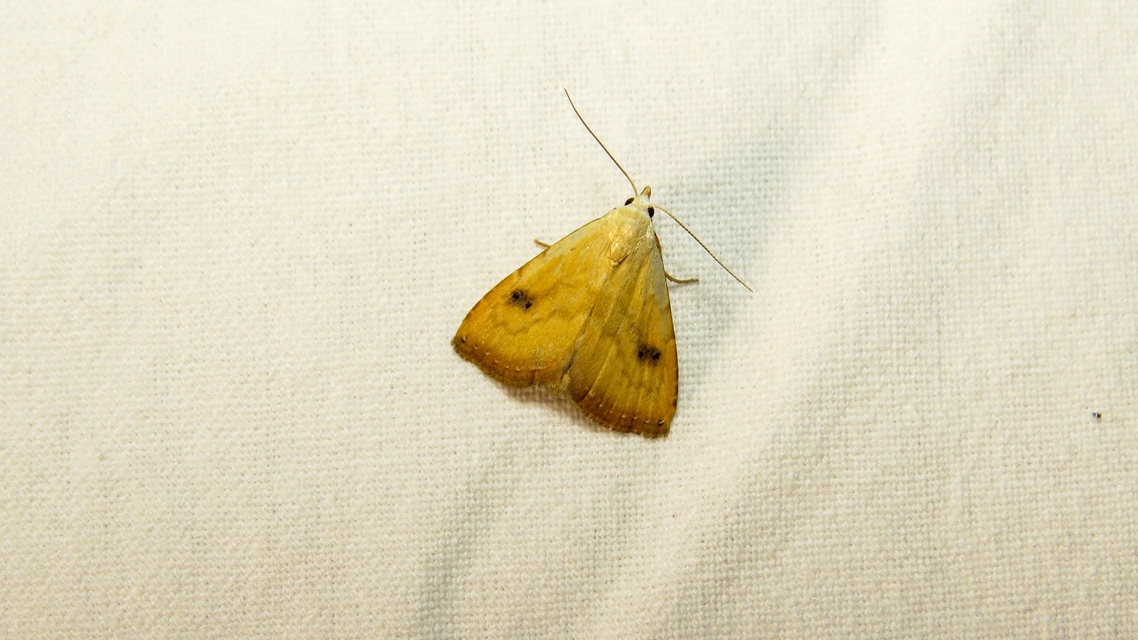 Rivula sericealis - selymes lórombagoly