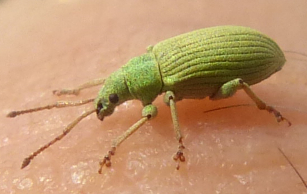 Phyllobius virideaeris - halványzöld levélormányos