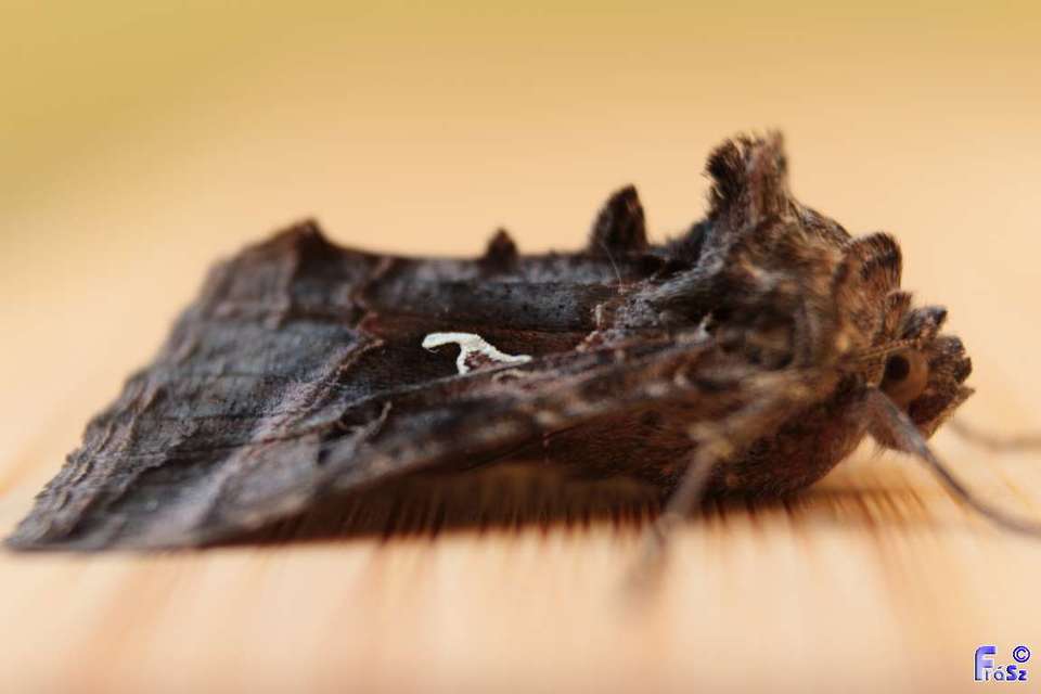 Autographa gamma - gammalepke