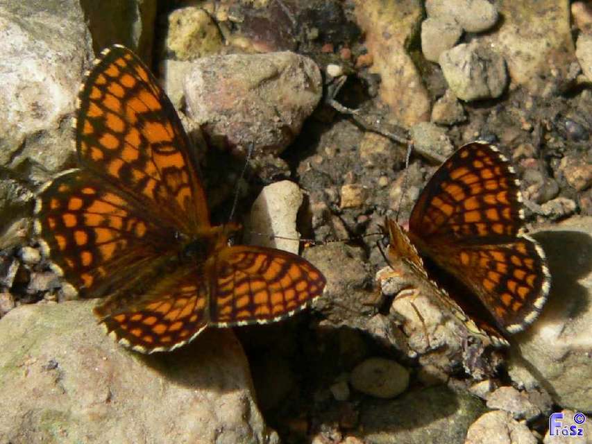 Melitaea athalia - közönséges tarkalepke