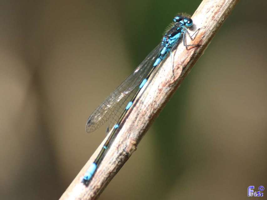 Coenagrion pulchellum - karcsú légivadász