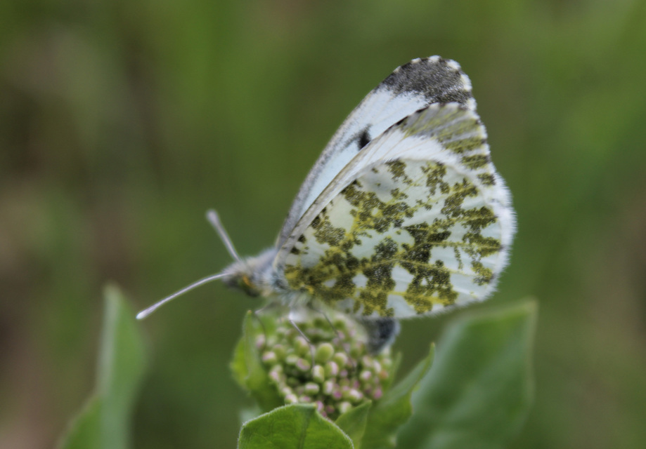 Anthocharis cardamines - hajnalpírlepke