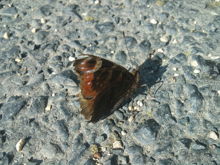 Nymphalis io - nappali pávaszem