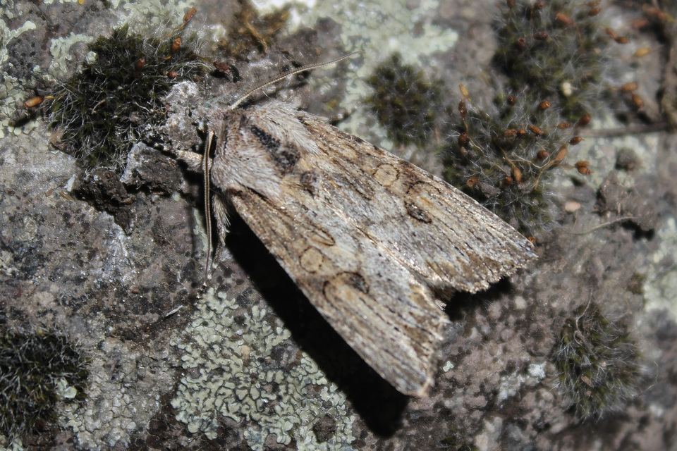 Egira conspicillaris - változékony szürkebagoly