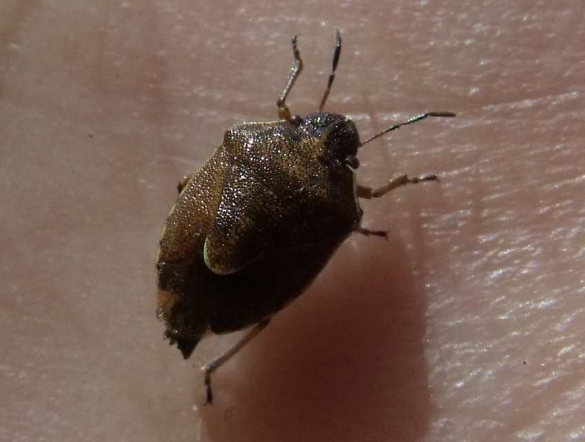 Rubiconia intermedia - bronzos címerespoloska Rubiconia intermedia - bronzos címerespoloska