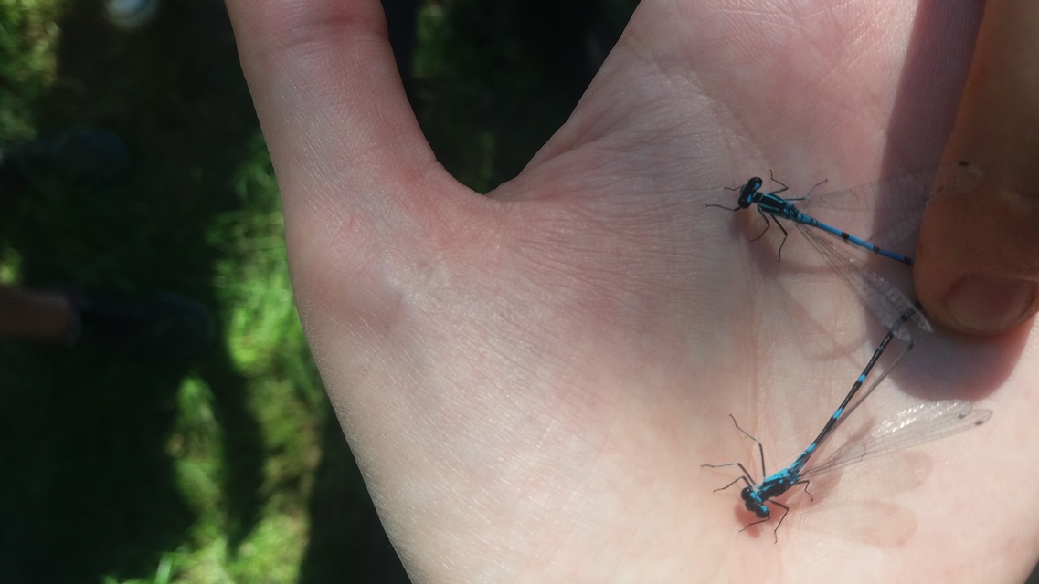 Coenagrion puella - azúrkék légivadász