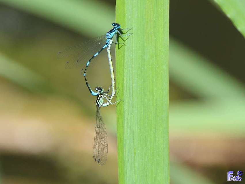 Coenagrion pulchellum - karcsú légivadász