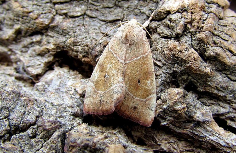 Cosmia trapezina - közönséges lombbagoly
