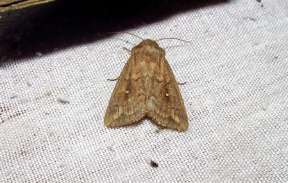 Mythimna albipuncta - fehérpettyes rétibagoly