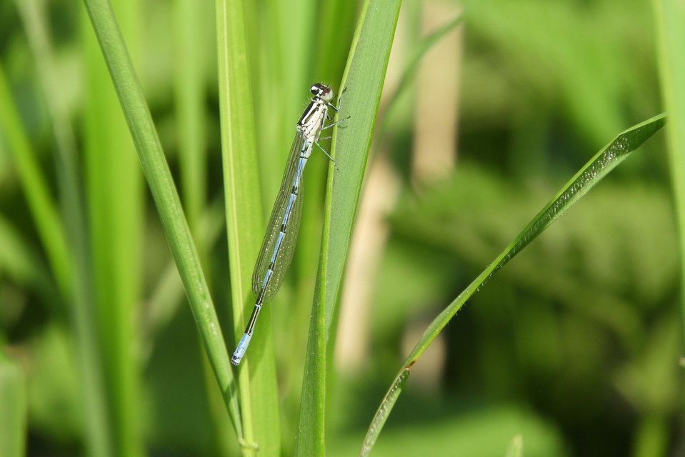Coenagrion puella - azúrkék légivadász