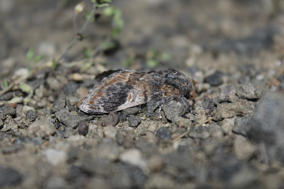 Notodonta tritophus - tarajos púposszövő