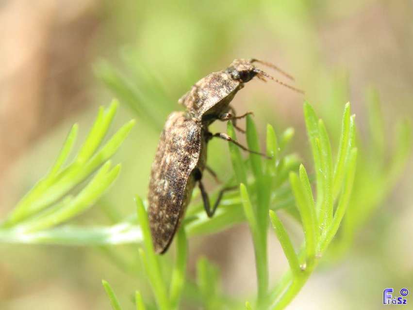 Agrypnus murinus - egérszínű pikkelyespattanó