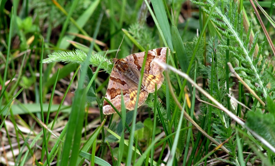 Euclidia glyphica - közönséges nappalibagoly