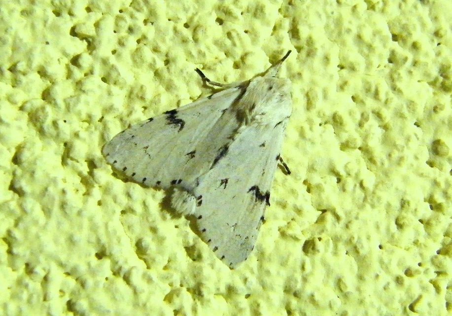 Acronicta leporina - fehér szigonyosbagoly