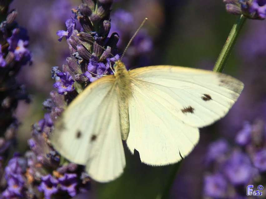 Pieris rapae - répalepke