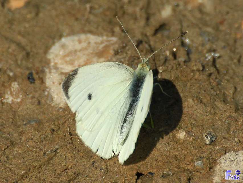 Pieris rapae - répalepke
