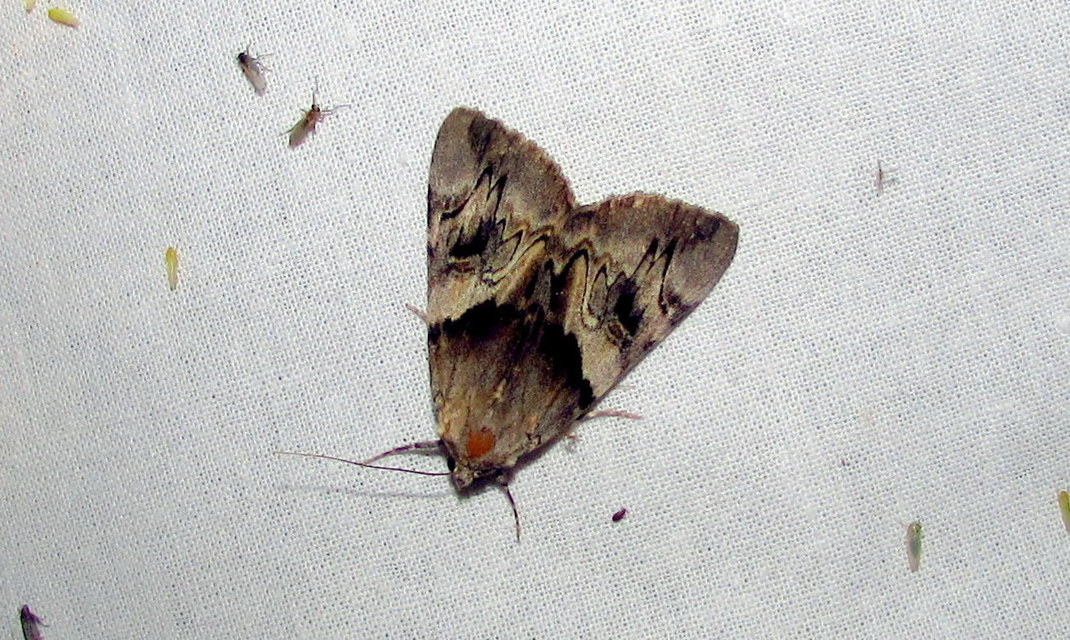 Catocala fulminea - galagonya-övesbagoly