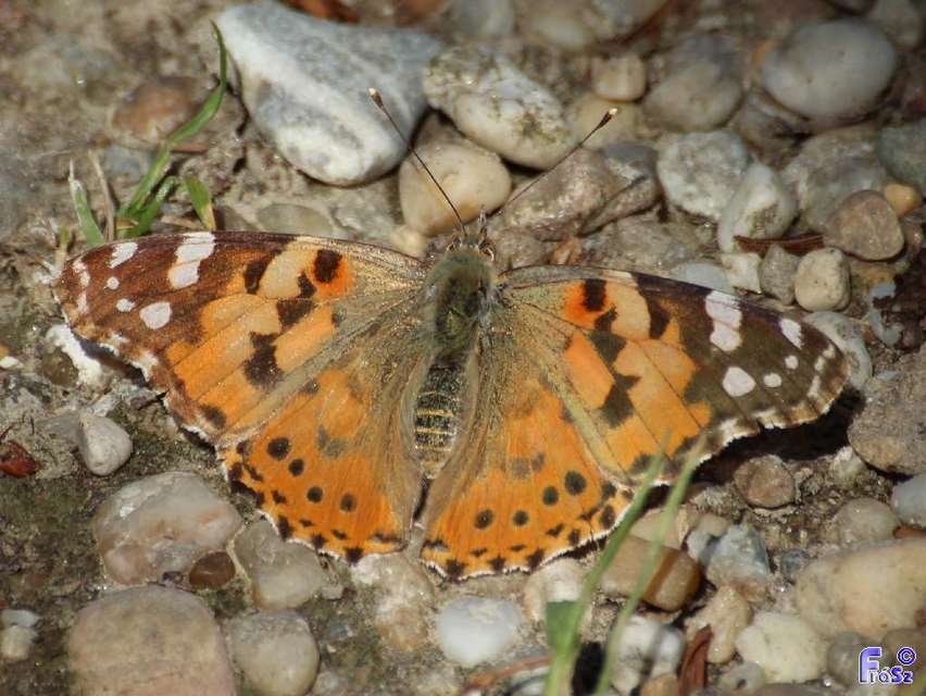 Vanessa cardui - bogáncslepke