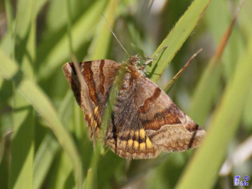 Euclidia glyphica - közönséges nappalibagoly