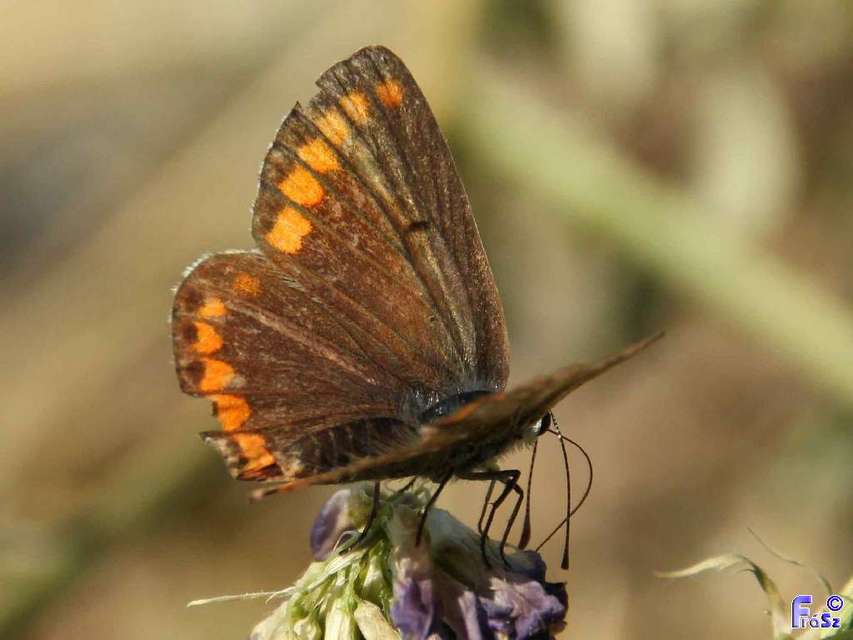Aricia agestis - szerecsenboglárka