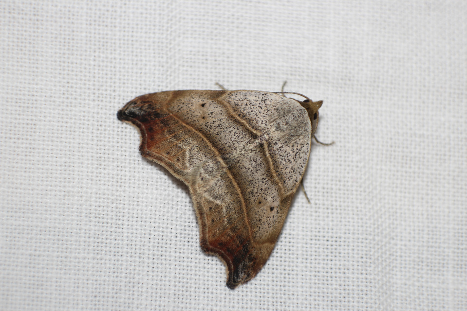 Laspeyria flexula - zuzmóbagoly