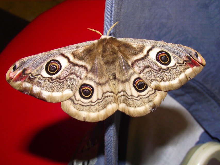 Saturnia pavoniella/pavonia