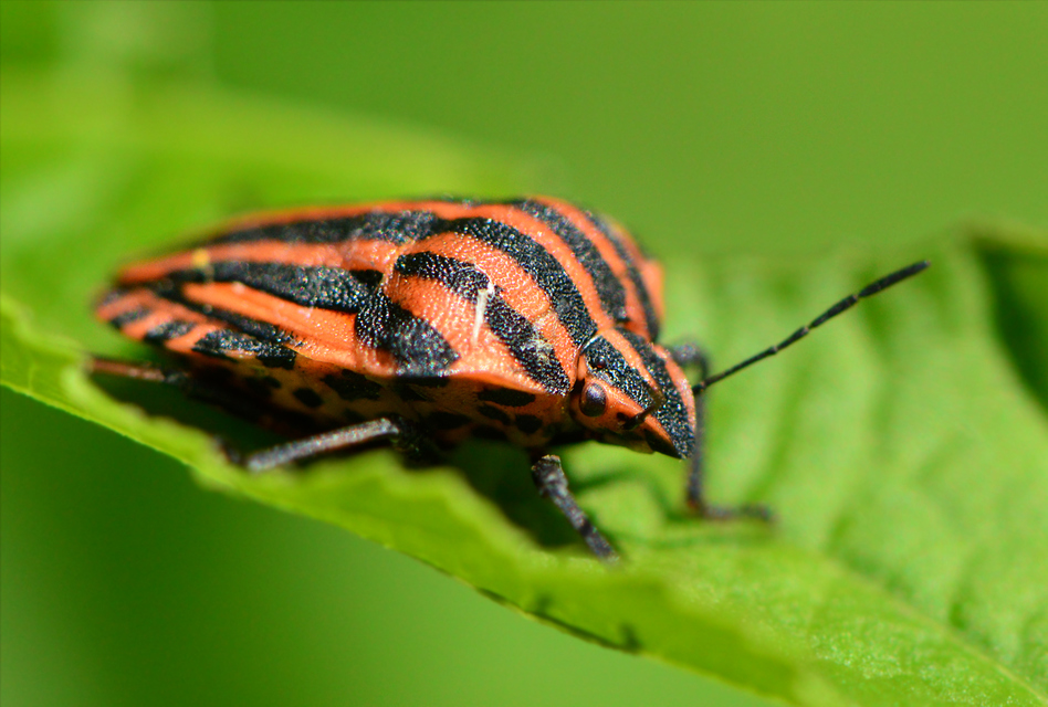 Graphosoma italicum - csíkos pajzsospoloska