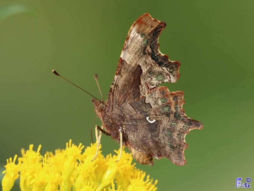 Nymphalis c-album - C-betűs lepke